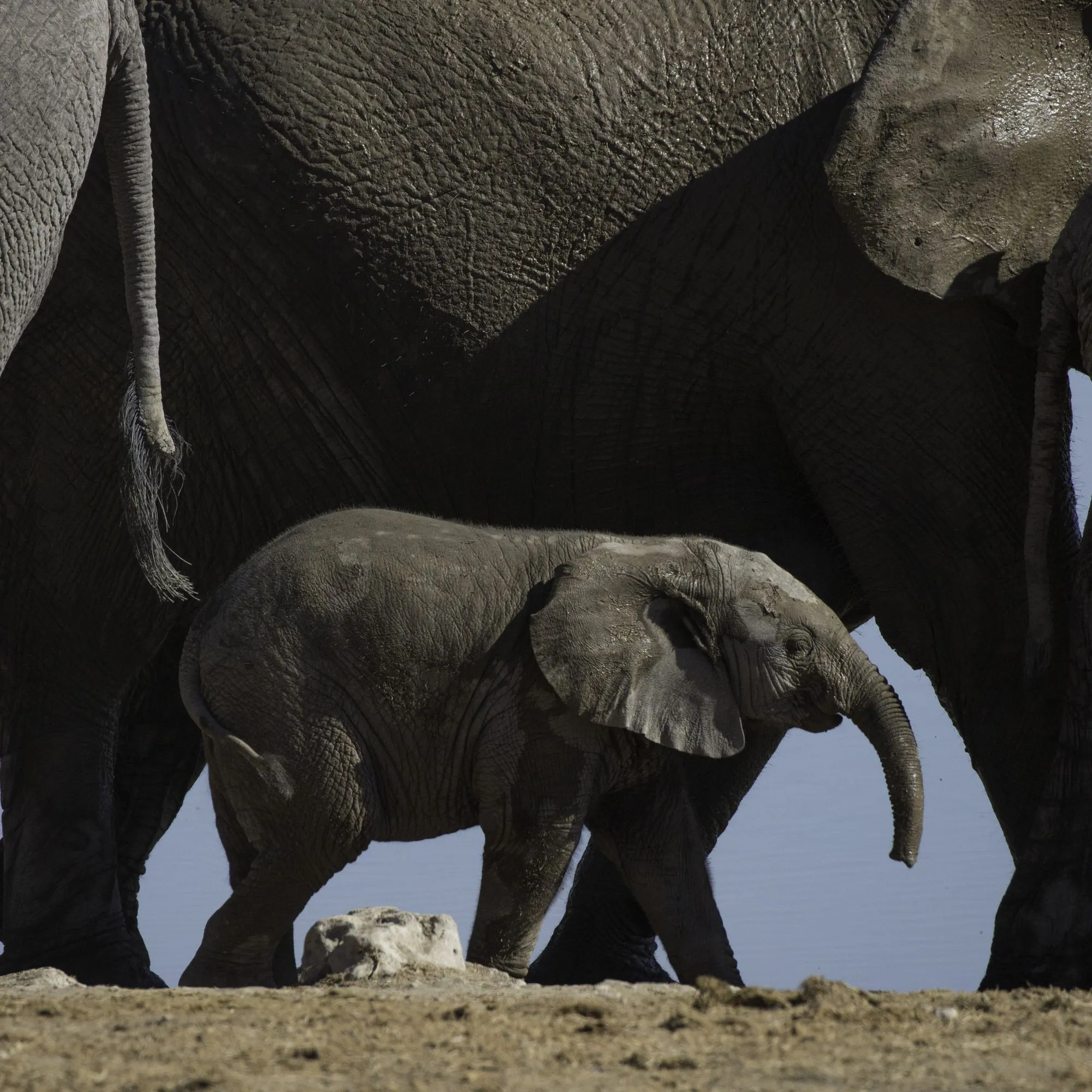 Elephant calf walking beneath its mother