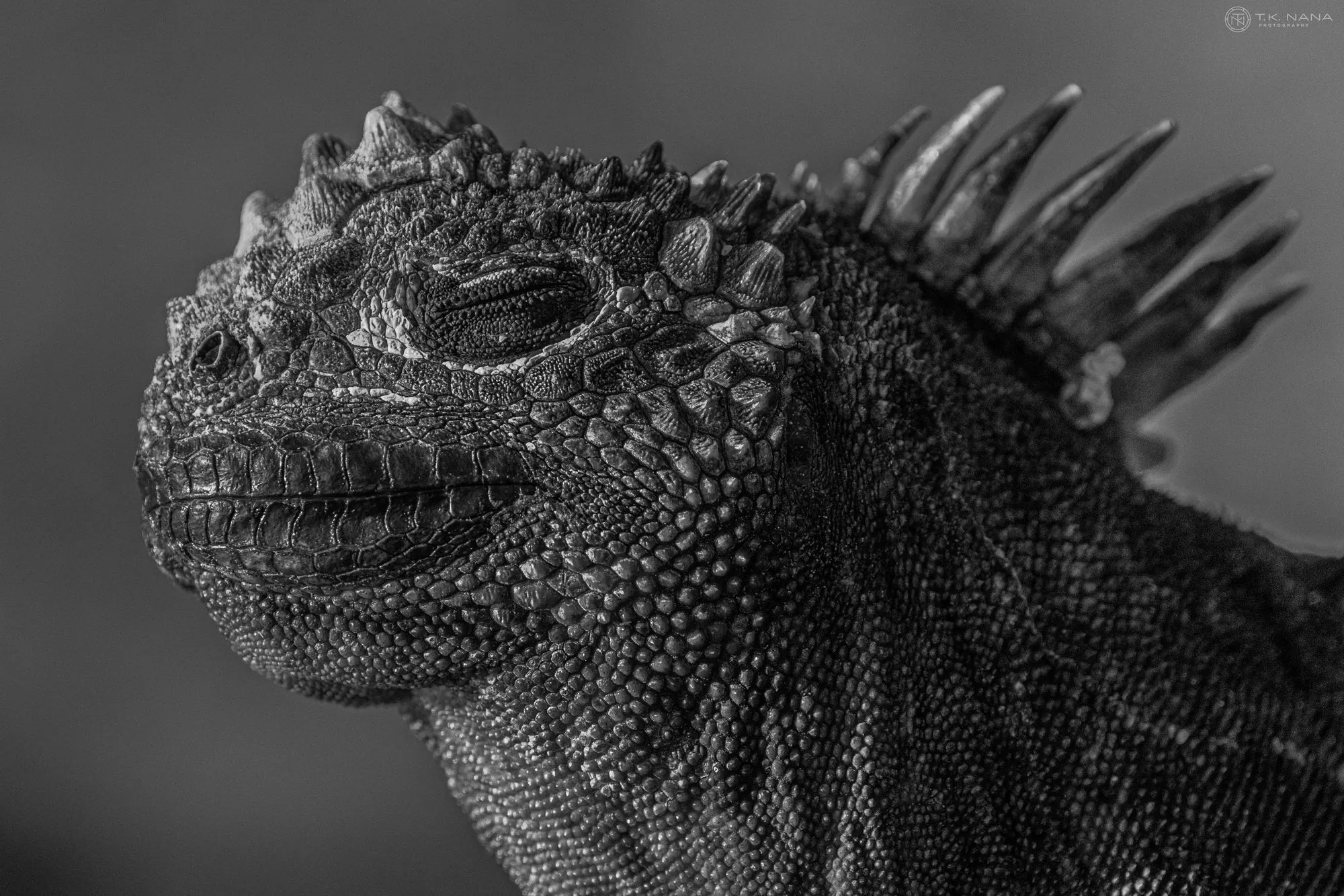 Black-and-white close-up of a marine iguana’s spined head