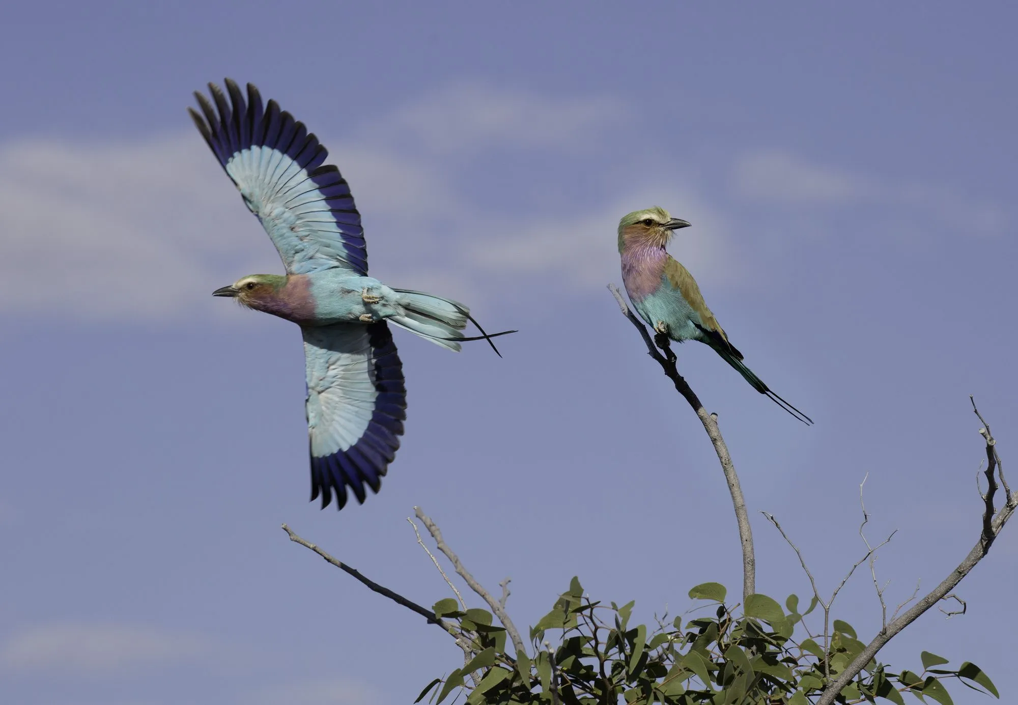 Two lilac-breasted rollers, one landing on a bare branch