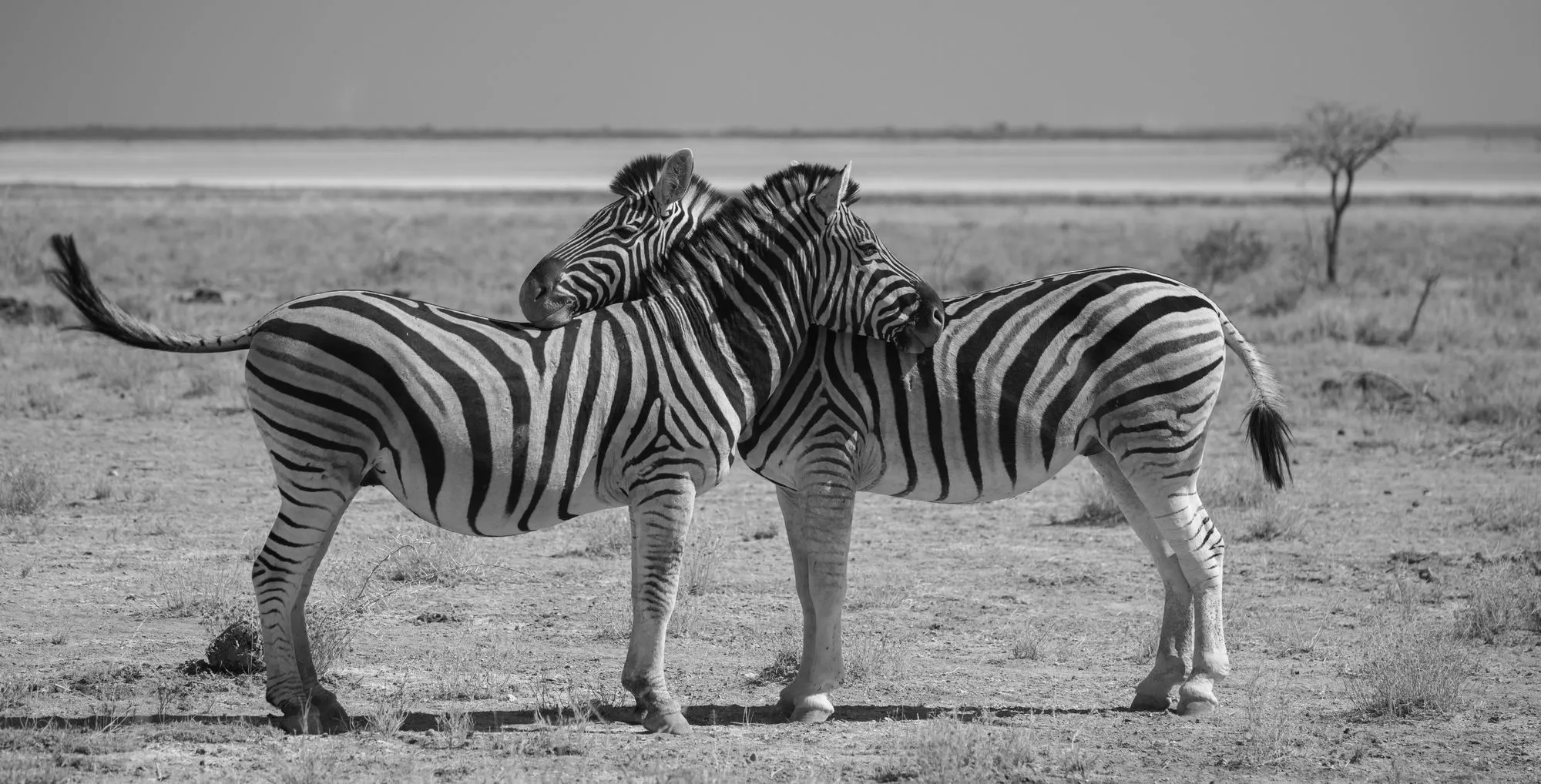 Two zebras resting their heads on each other, in black and white