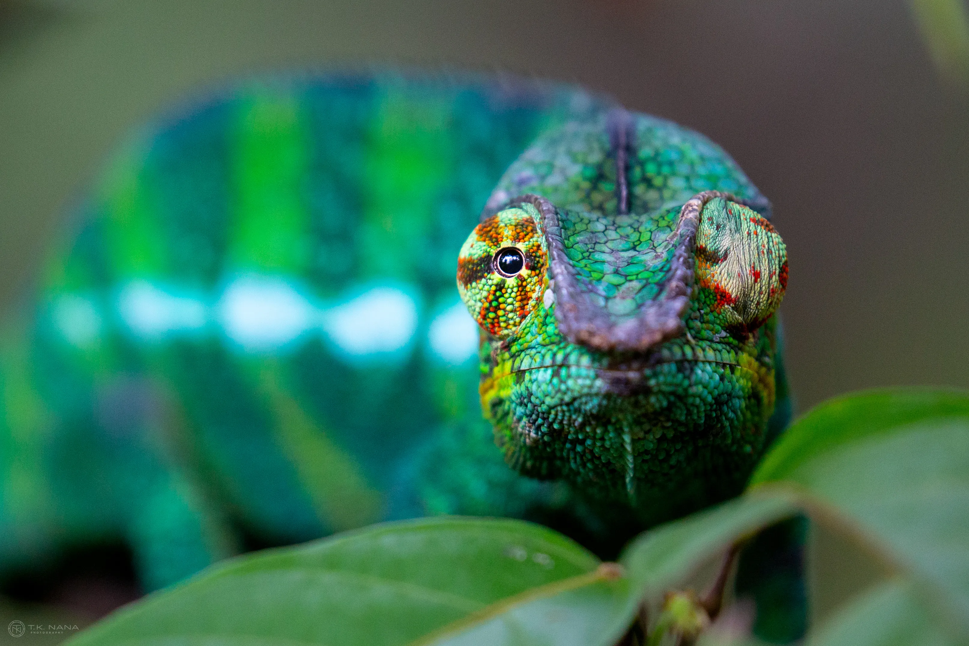 Chameleon from Madagascar